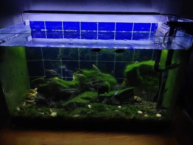1.2米魚缸重量：1.2米長的魚缸重量因材質(zhì)、結(jié)構(gòu)和內(nèi)部填充物有所不同