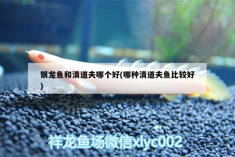 銀龍魚和清道夫哪個好(哪種清道夫魚比較好)