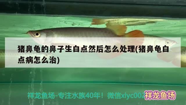 豬鼻龜?shù)谋亲由c(diǎn)然后怎么處理(豬鼻龜白點(diǎn)病怎么治)