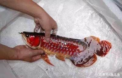紅龍魚是什么顏色的：如何鑒別紅龍魚品種，紅龍魚飼料選擇指南 紅龍魚是什么顏色的：如何鑒別紅龍魚品種，紅龍魚飼料選擇指南 紅龍魚百科 第2張