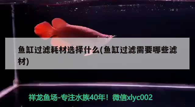 魚缸過濾耗材選擇什么(魚缸過濾需要哪些濾材)