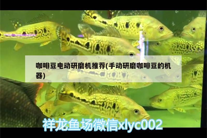給大魚缸換水的作文:體驗給大魚缸換水的樂趣:體驗給大魚缸換水:給大魚缸換水的作文 咖啡豆電動研磨機推薦(手動研磨咖啡豆的機器) 馬來西亞咖啡 咖啡豆電動研磨機推薦(手動研磨咖啡豆的機器) 咖啡豆電動研磨機推薦(手動研磨咖啡豆的機器) 馬來西亞咖啡