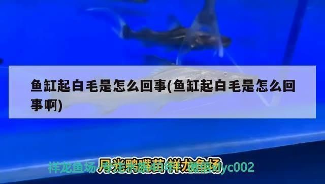 龍魚長白毛該怎么治療呢vs祥龍魚場：如何預防龍魚長白毛 龍魚長白毛該怎么治療呢vs祥龍魚場：如何預防龍魚長白毛 vs祥龍魚場 第4張