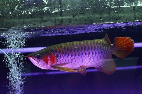 龍魚燈選擇：選擇合適的龍魚燈是養(yǎng)護龍魚的重要環(huán)節(jié)，促進龍魚發(fā)色和生長 龍魚燈選擇：選擇合適的龍魚燈是養(yǎng)護龍魚的重要環(huán)節(jié)，促進龍魚發(fā)色和生長 龍魚百科 第1張