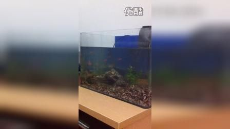 龍魚有點翻腮vs祥龍魚場：祥龍魚場評價龍魚常見疾病預防