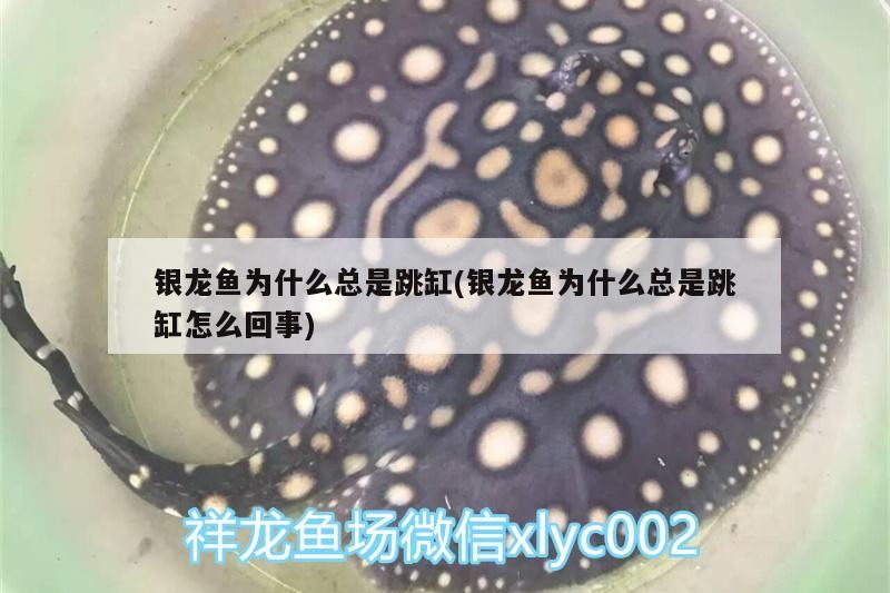 銀龍魚為什么總是跳缸(銀龍魚為什么總是跳缸怎么回事) 銀龍魚為什么總是跳缸(銀龍魚為什么總是跳缸怎么回事) 銀龍魚百科