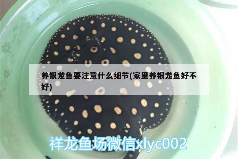 養銀龍魚要注意什么細節(家里養銀龍魚好不好)
