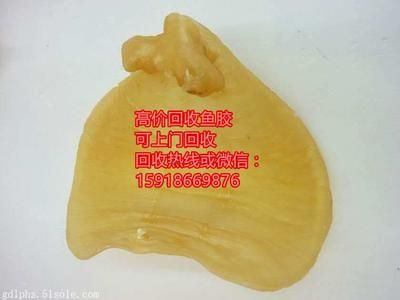 金龍魚膠和鳘魚膠區別