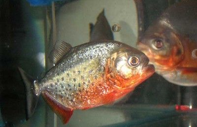 虎魚幾條紋好養：三紋印尼虎魚的飼養技巧 虎魚幾條紋好養：三紋印尼虎魚的飼養技巧 虎魚百科 第2張