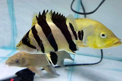 印尼虎魚呼吸急促暴斃：印尼虎魚呼吸急促后突然死亡原因可能有多種 印尼虎魚呼吸急促暴斃：印尼虎魚呼吸急促后突然死亡原因可能有多種 虎魚百科 第2張