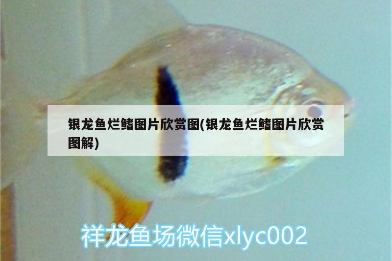 銀龍魚爛鰭圖片欣賞圖(銀龍魚爛鰭圖片欣賞圖解)