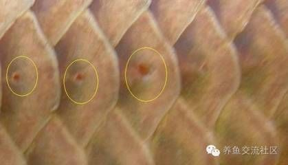 龍魚(yú)鱗片裂開(kāi)了怎么辦：龍魚(yú)鱗片裂開(kāi)了怎么辦龍魚(yú)鱗片裂開(kāi)了怎么辦