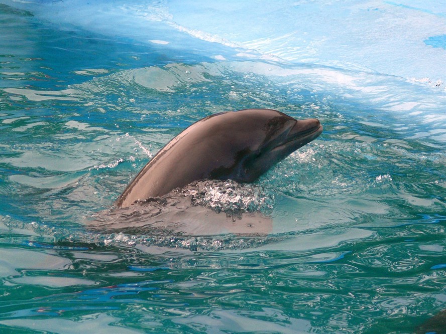 水族館咖啡廳
