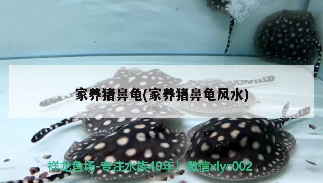 家養豬鼻龜(家養豬鼻龜風水)