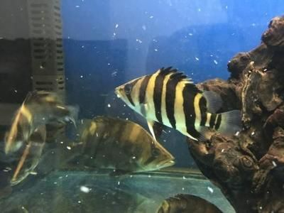 虎魚多長時間不喂：虎魚喂食頻率取決于多種因素，虎魚多長時間不喂食 虎魚多長時間不喂：虎魚喂食頻率取決于多種因素，虎魚多長時間不喂食 虎魚百科 第2張