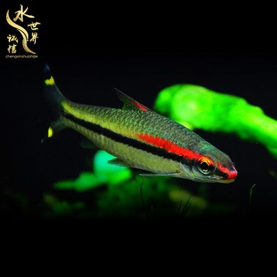 紅眉道人魚（一眉道人魚的飼養(yǎng)技巧）