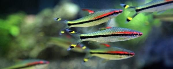紅眉道人魚（一眉道人魚的飼養(yǎng)技巧）