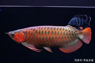 虎魚背景圖：虎魚背景圖、虎魚背景圖、虎魚背景素材等相關資源
