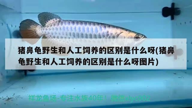 鸚鵡魚和銀龍魚混養怎樣喂食 豬鼻龜野生和人工飼養的區別是什么呀(豬鼻龜野生和人工飼養的區別是什么呀圖片) 豬鼻龜百科 豬鼻龜野生和人工飼養的區別是什么呀(豬鼻龜野生和人工飼養的區別是什么呀圖片) 豬鼻龜野生和人工飼養的區別是什么呀(豬鼻龜野生和人工飼養的區別是什么呀圖片) 豬鼻龜百科