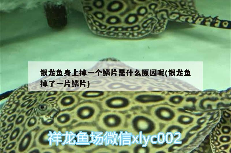銀龍魚身上掉一個鱗片是什么原因呢(銀龍魚掉了一片鱗片)