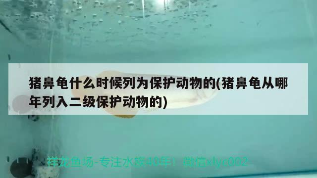 豬鼻龜什么時候列為保護動物的(豬鼻龜從哪年列入二級保護動物的) 豬鼻龜什么時候列為保護動物的(豬鼻龜從哪年列入二級保護動物的) 豬鼻龜百科
