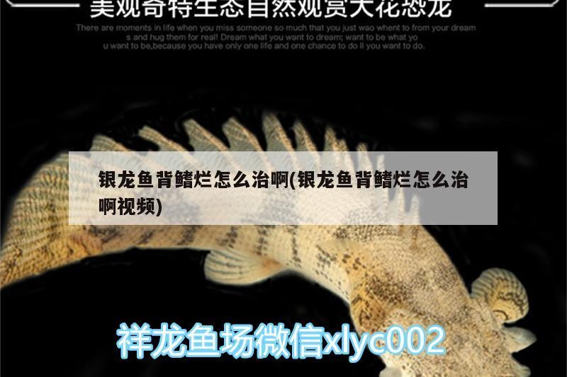 魚藥 銀龍魚背鰭爛怎么治啊(銀龍魚背鰭爛怎么治啊視頻) 銀龍魚百科 銀龍魚背鰭爛怎么治啊(銀龍魚背鰭爛怎么治啊視頻) 銀龍魚背鰭爛怎么治啊(銀龍魚背鰭爛怎么治啊視頻) 銀龍魚百科