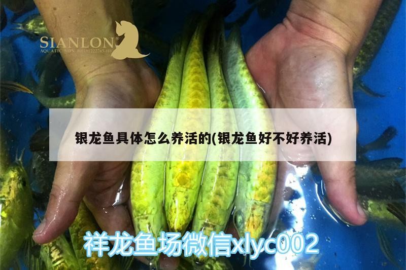 銀龍魚具體怎么養活的(銀龍魚好不好養活)