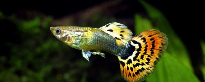 孔雀魚喂食一天喂幾次能吃肉嗎