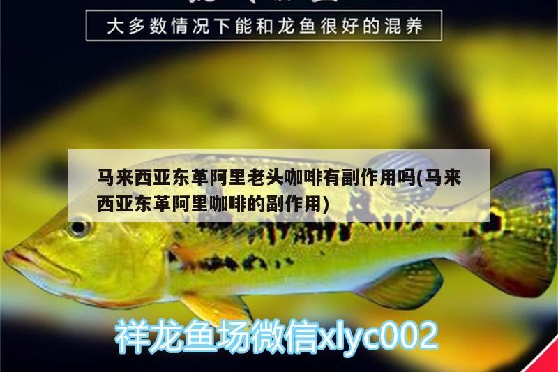 馬來西亞東革阿里老頭咖啡有副作用嗎(馬來西亞東革阿里咖啡的副作用) 馬來西亞東革阿里老頭咖啡有副作用嗎(馬來西亞東革阿里咖啡的副作用) 馬來西亞咖啡