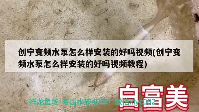 給我一些辨別中山龍魚真假的實際案例，中山龍魚真假辨別 給我一些辨別中山龍魚真假的實際案例，中山龍魚真假辨別 龍魚百科 第1張