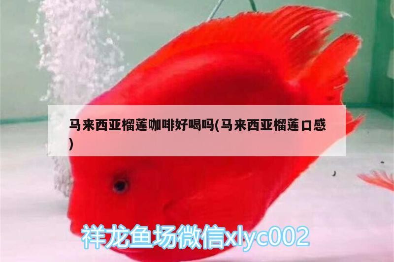 馬來西亞榴蓮咖啡好喝嗎(馬來西亞榴蓮口感) 馬來西亞榴蓮咖啡好喝嗎(馬來西亞榴蓮口感) 馬來西亞咖啡