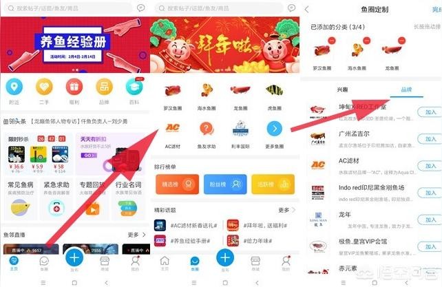 B過背金龍魚的價格:龍魚一條多少錢