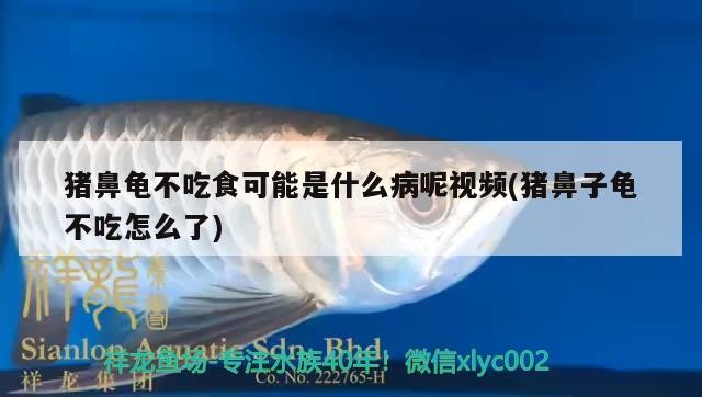 豬鼻龜不吃食可能是什么病呢視頻(豬鼻子龜不吃怎么了)