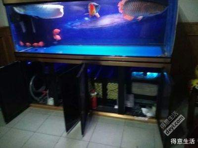 紅龍魚要多大的魚缸好：關(guān)于紅龍魚魚缸尺寸選擇的詳細(xì)信息
