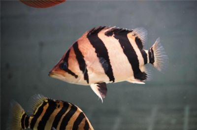 印尼虎魚生長環境條件：印尼虎魚對水質的要求較高需要在含氧量充足且偏堿的軟水中生長