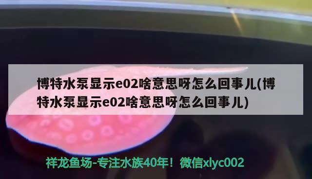 魚缸過濾器選購指南:自制魚缸過濾器魚缸上置過濾器對于養(yǎng)魚愛好者的必備知識 博特水泵顯示e02啥意思呀怎么回事兒(博特水泵顯示e02啥意思呀怎么回事兒) 博特水族 博特水泵顯示e02啥意思呀怎么回事兒(博特水泵顯示e02啥意思呀怎么回事兒) 博特水泵顯示e02啥意思呀怎么回事兒(博特水泵顯示e02啥意思呀怎么回事兒) 博特水族