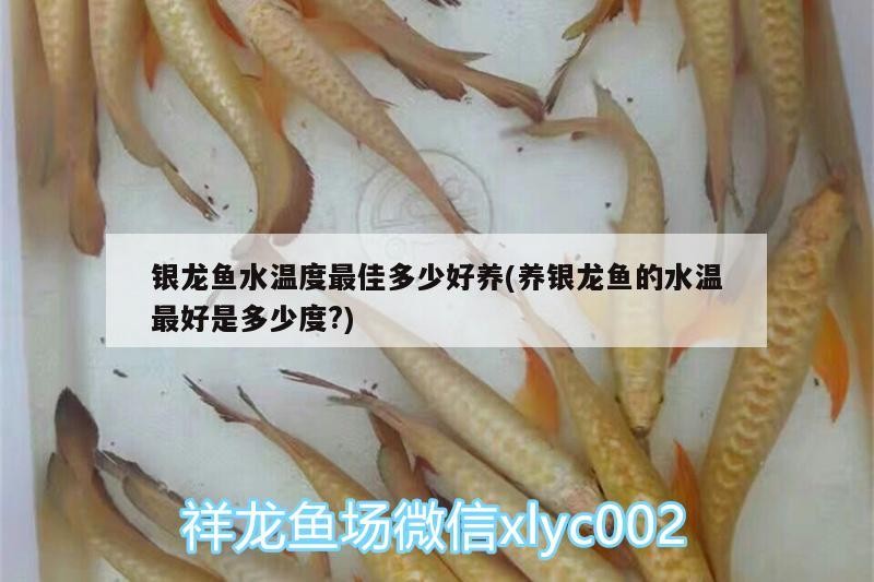 銀龍魚水溫度最佳多少好養(yǎng)(養(yǎng)銀龍魚的水溫最好是多少度?)