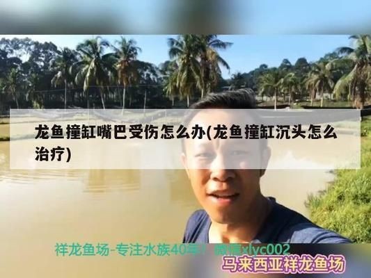 龍魚撞傷了怎么辦vs祥龍魚場：如何判斷龍魚是否受傷