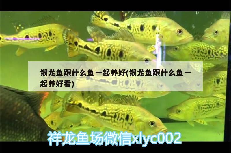 銀龍魚跟什么魚一起養好(銀龍魚跟什么魚一起養好看) 銀龍魚跟什么魚一起養好(銀龍魚跟什么魚一起養好看) 銀龍魚百科