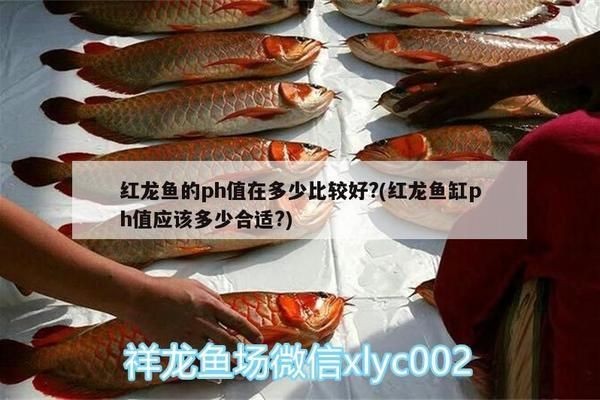 紅龍魚原產地ph值多少：關于紅龍魚原產地ph值的詳細信息