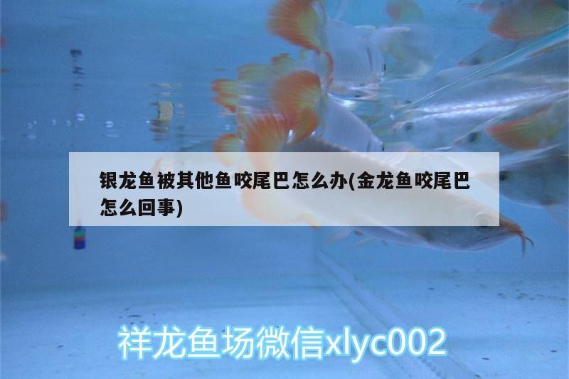 銀龍魚被其他魚咬尾巴怎么辦(金龍魚咬尾巴怎么回事)