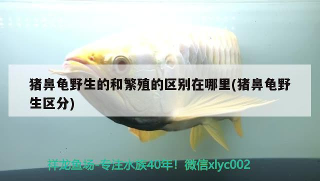 豬鼻龜野生的和繁殖的區別在哪里(豬鼻龜野生區分)