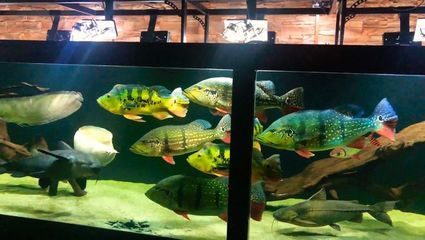 中國傳統木雕龍魚的吉祥標志是什么，五福是什么，中國傳統木雕吉祥圖案之一