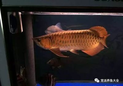 大魚缸加熱棒什么牌子好：aquazonic/艾柯品牌加熱棒產(chǎn)品選擇
