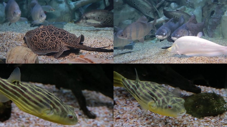 魟魚撅嘴：魟魚撅嘴可能是多種原因引起的，