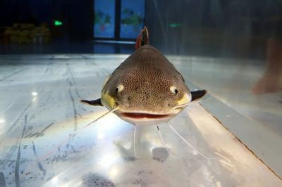 魟魚撅嘴：魟魚撅嘴可能是多種原因引起的，