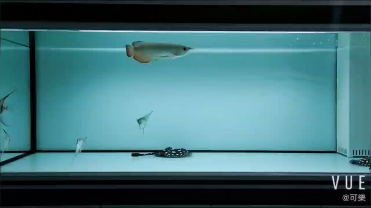 魚缸清缸換水多久放魚 清完魚缸水得放多長時間才能養魚 魚缸清缸換水多久放魚 清完魚缸水得放多長時間才能養魚 馬來西亞咖啡