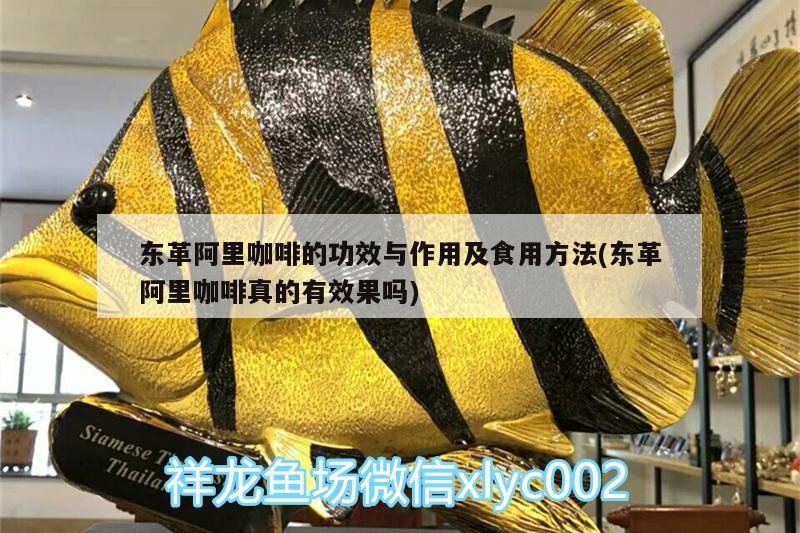 東革阿里咖啡的功效與作用及食用方法(東革阿里咖啡真的有效果嗎)
