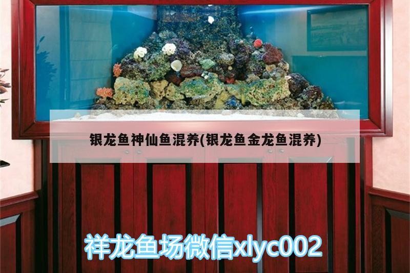銀龍魚神仙魚混養(銀龍魚金龍魚混養)