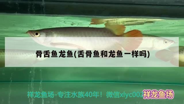 骨舌魚龍魚(舌骨魚和龍魚一樣嗎) 骨舌魚龍魚(舌骨魚和龍魚一樣嗎) 魟魚百科